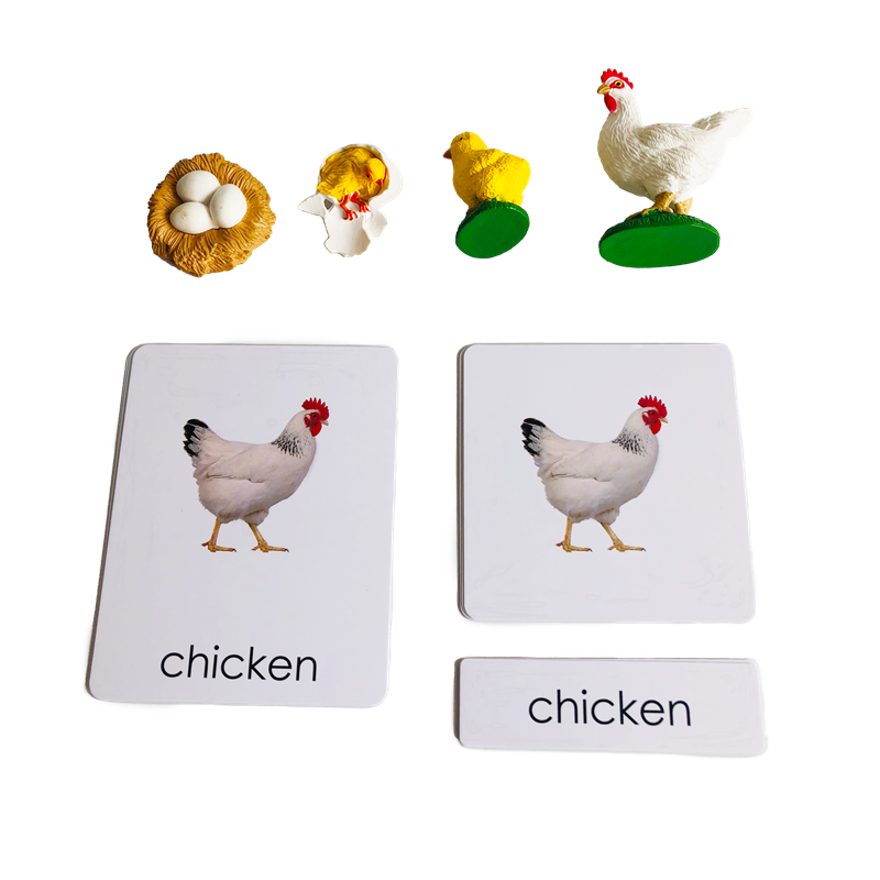 Kids Toys Cycle - ライフサイクル動物カードとモデル鶏のライフサイクルモンテッソーリ生物学教材子供教育学習おもちゃ女の子男の子