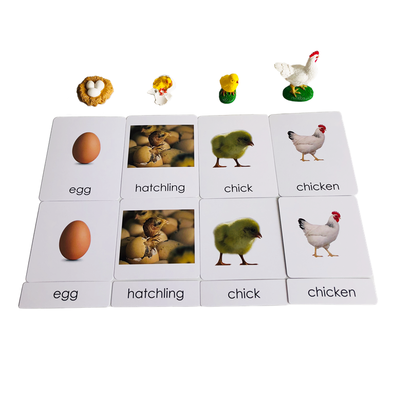 ライフサイクル動物カードとモデル鶏のライフサイクルモンテッソ - Kids Toys Cycle のレビューと価格