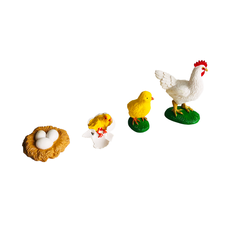 ライフサイクル動物カードとモデル鶏のライフサイクルモンテッソ - Kids Toys Cycle のレビューと価格