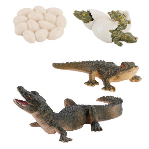 自然のライフサイクル動物の成長モデル教育玩具子供向け学習教室 - Kids Toys Cycle のレビューと価格