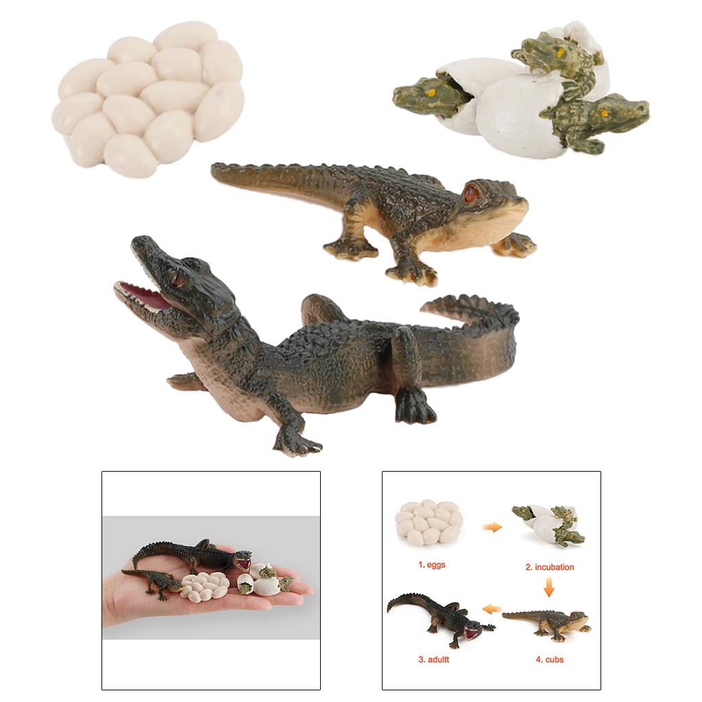 自然のライフサイクル動物の成長モデル教育玩具子供向け学習教室 - Kids Toys Cycle のレビューと価格
