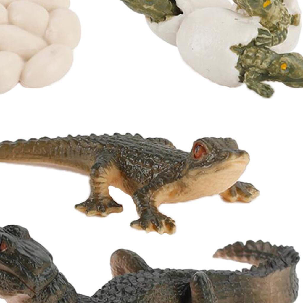 自然のライフサイクル動物の成長モデル教育玩具子供向け学習教室 - Kids Toys Cycle のレビューと価格